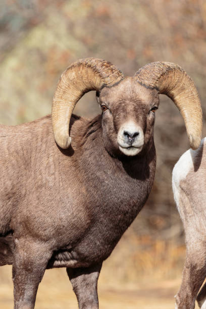 istock Colorado Rocky Mountain Bighorn Sheep 681326728
