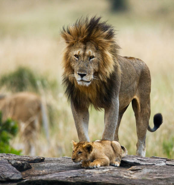 istock Big male lion with cub. 681326738