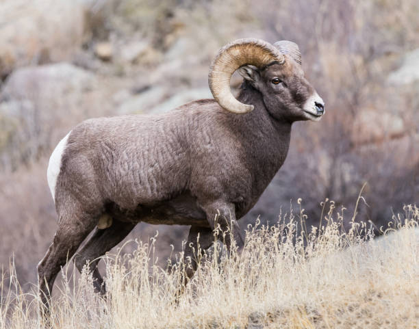 istock Colorado Rocky Mountain Bighorn Sheep 681326848