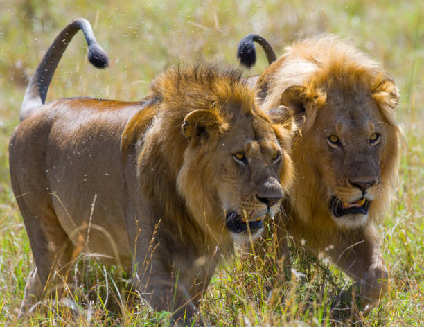 istock Two big male lions on the hunt. 681326862