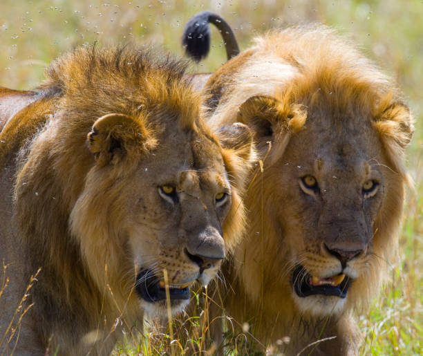 istock Two big male lions on the hunt. 681326922