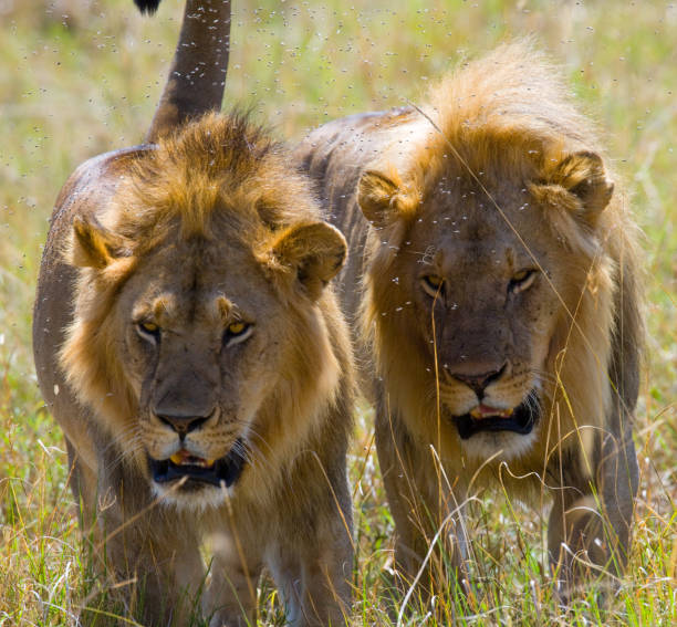 istock Two big male lions on the hunt. 681329176