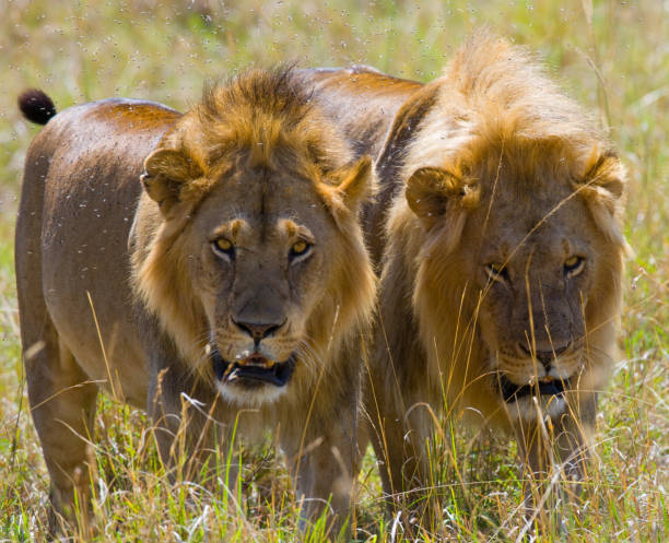 istock Two big male lions on the hunt. 681329280