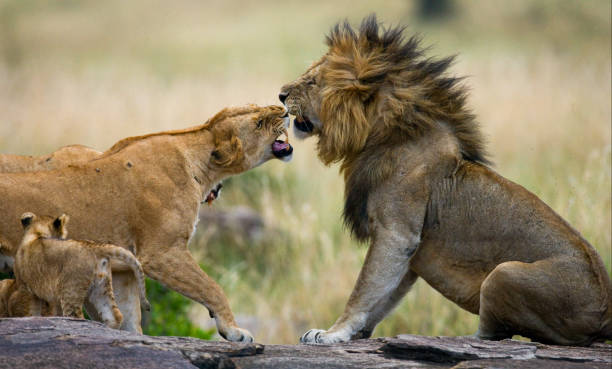 istock Some lions lie on a big rock. 681331722