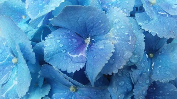 istock Hydrangea Plant Blossoming with Raindrops after Rain in Spring on West 26th Street in Manhattan, New York, NY. 681332444