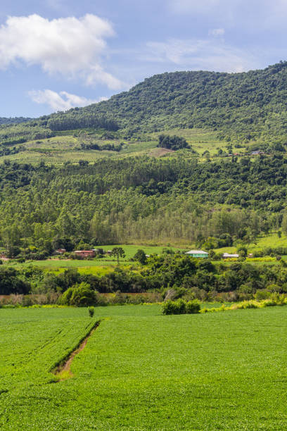 istock Soy plantation and Farm 681332544