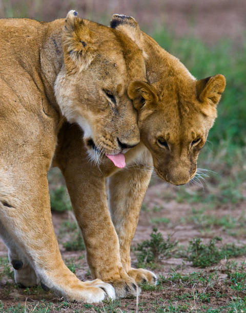 istock Two lionesses fondle each other. 681333826