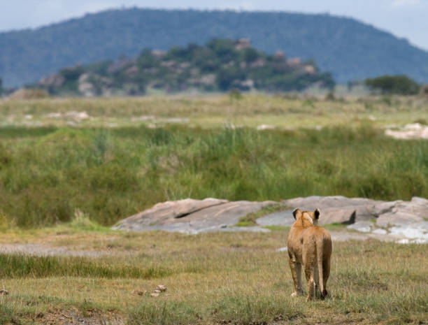istock Lioness in the savannah. 681334088