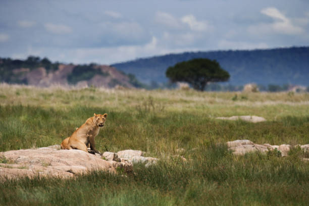 istock Lioness in the savannah. 681334244