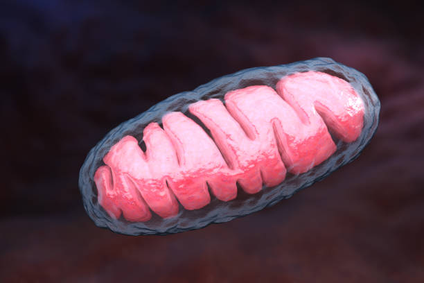 Mitochondrion Mitochondrion is a double membrane-bound organelle found in all eukaryotic organisms. 3D illustration endoplasmic reticulum stock pictures, royalty-free photos & images