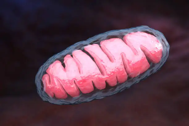 Photo of Mitochondrion