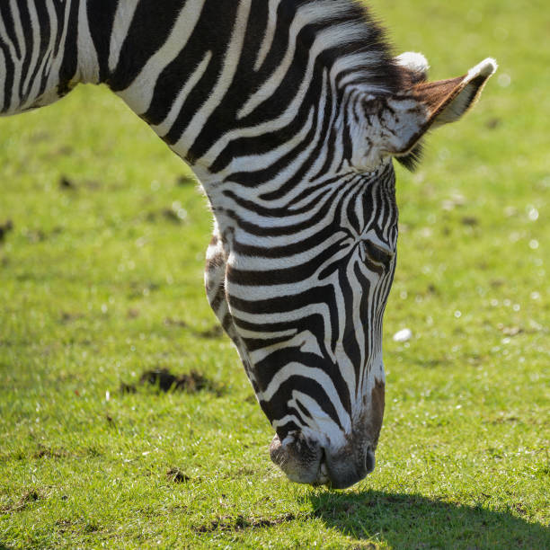 istock Lovely Grevy's Zebra Equus Grevyi grazing in lush green clearing 681346044