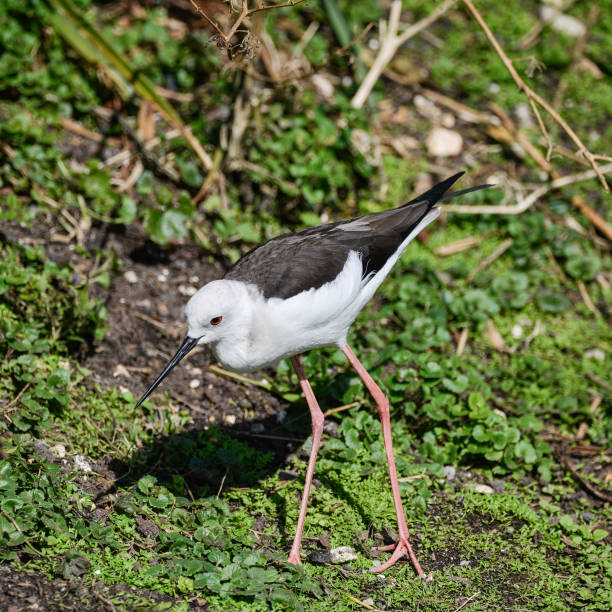 istock Long legged black winged stilt himantopus himantopus pied stilt 681346438