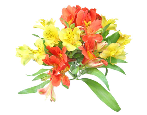 istock Bouquet of alstroemeria 681346820