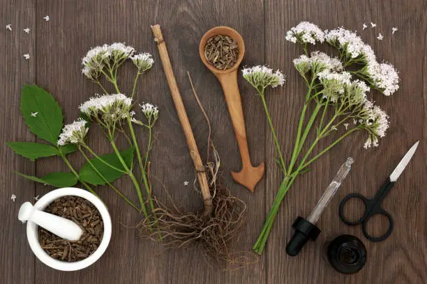 Valerian herb root and flowers with dropper bottle  and mortar with pestle over oak background. Used as an alternative to valium in natural medicine.