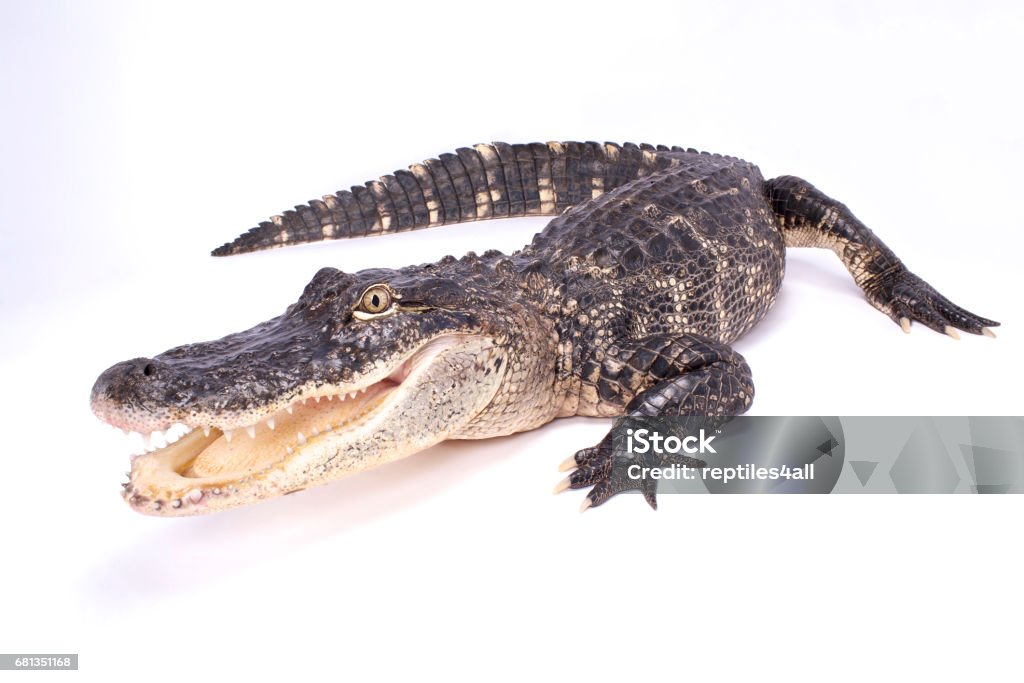 American Alligator (Alligator mississippiensis) - Lizenzfrei Alligator Stock-Foto