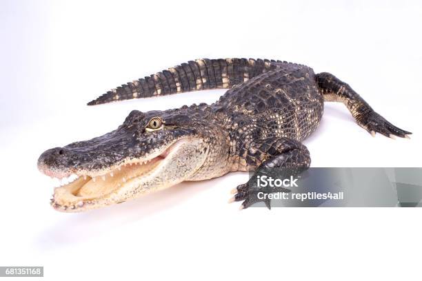 American Alligator Stockfoto und mehr Bilder von Alligator - Alligator, Freisteller – Neutraler Hintergrund, Weißer Hintergrund