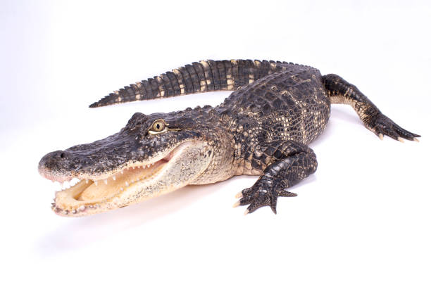 caimán americano (alligator mississippiensis) - caimán fotografías e imágenes de stock