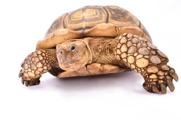 Photo of African spurred tortoise (Centrochelys sulcata)