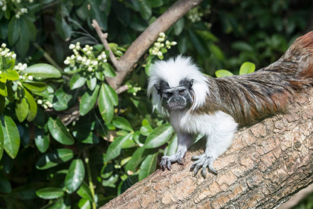 istock Cotton Top Tamarin Saguinus Oedipus lain on tree branch 681353344