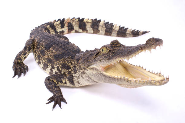 Siamese crocodile (Crocodylus siamensis) Siamese crocodile,Crocodylus siamensis siamensis stock pictures, royalty-free photos & images