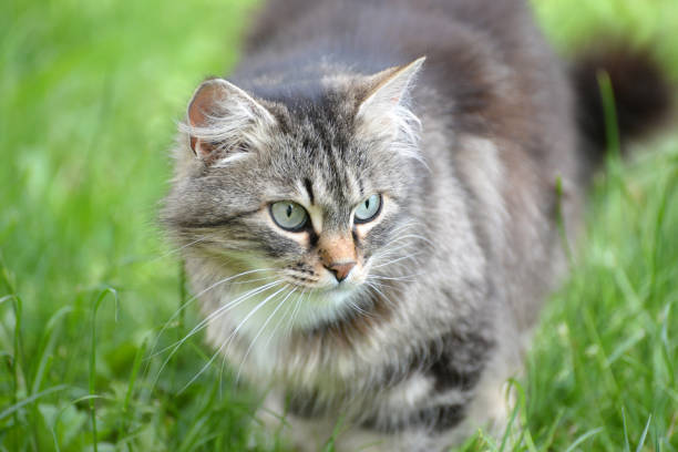 istock Portrait of Norwegian cat on the grass 681354786