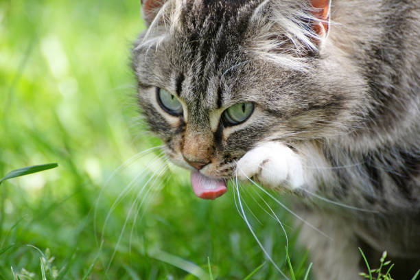 istock Hungry Norwegian cat licking her lips 681357530
