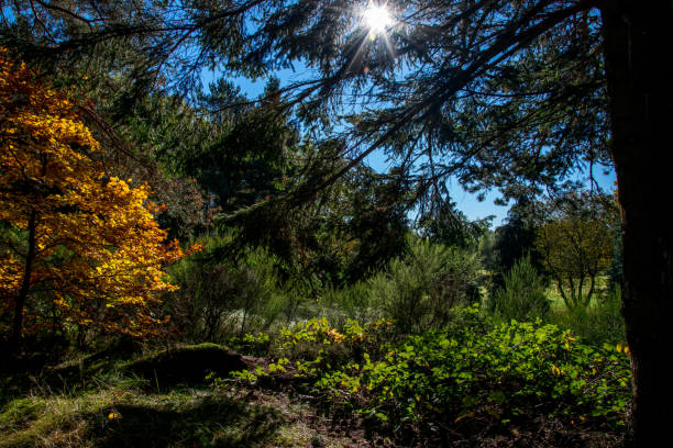 istock Puy de dome autumn scene 681360972