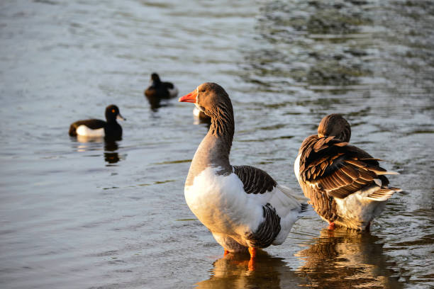 istock Greylag goose in beautiful Spring sunrise light on lake 681367194