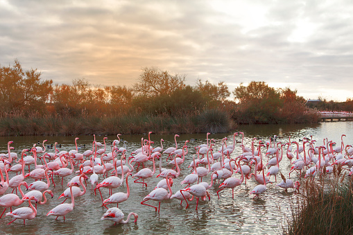 flamingos on the pond