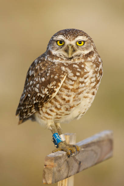 istock Burrowing Owl, Athene cunicularia 681374128