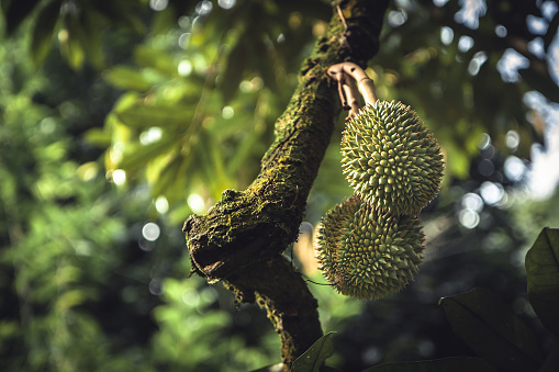 Tropical fruits durian growing on tree branch in tropical rainforest among lush foliage in Thailand