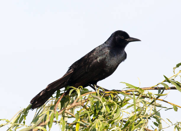 лодка-хвост grackle - quiscalus стоковые фото и изображения