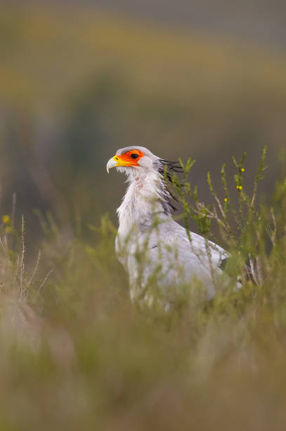 istock Secretarybird with blurred natural background 681381886