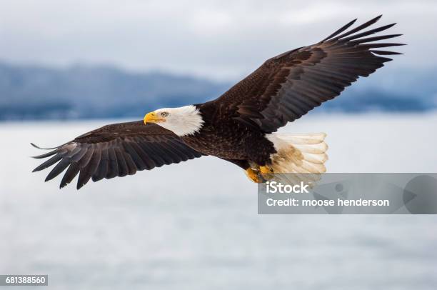 Aquila Calva Che Sorvola Acque Ghiacciate - Fotografie stock e altre immagini di Volare - Volare, Aquila di mare testabianca, Inverno