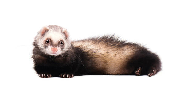 istock Grey ferret in full growth lies isolated 681402082
