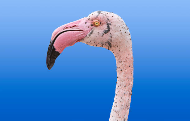 istock head of flamingos 681407342