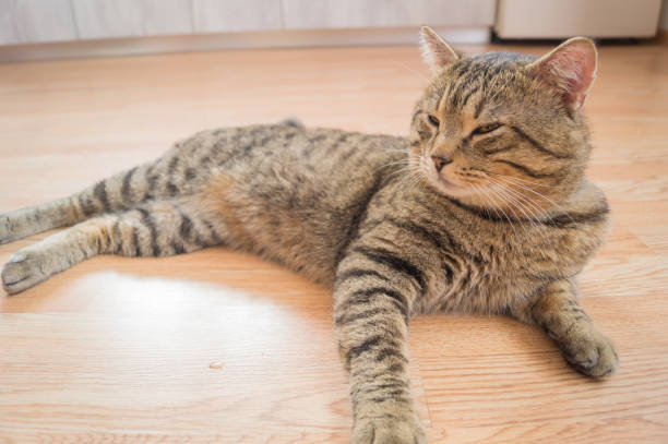 istock gray stripped cat with yellow eyes 681407938