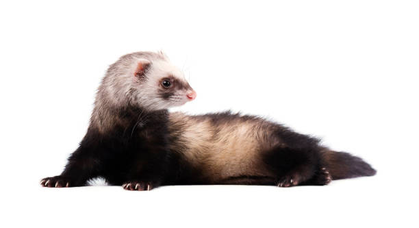 istock Grey ferret in full growth lies isolated 681413006