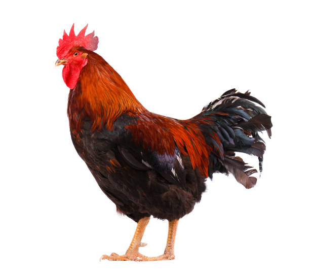 istock Beautiful rooster isolated on white background 681420106