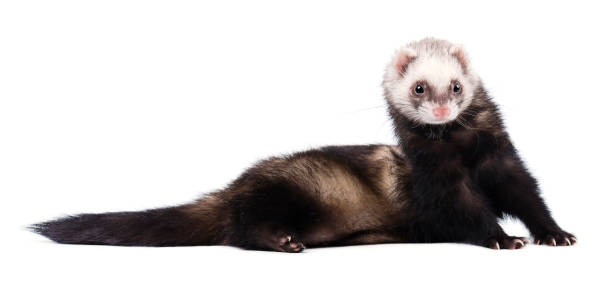 istock Grey ferret in full growth lies isolated 681420270