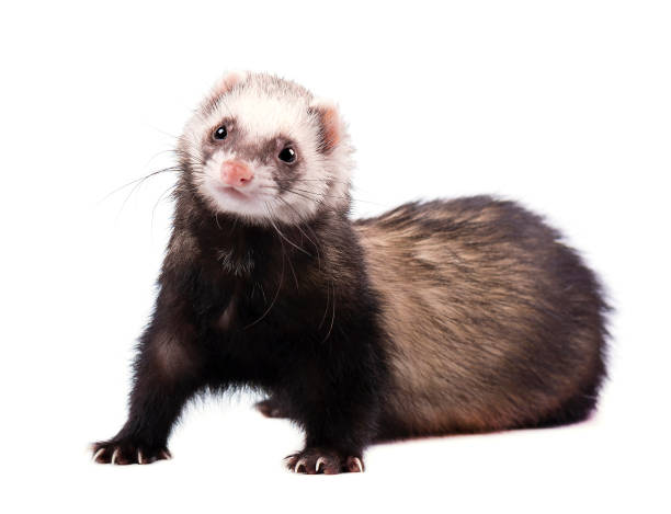 istock Cute grey ferret in full growth lies isolated 681420326