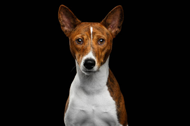 istock Pedigree White with Brindle Basenji Dog on Isolated Black Background 681420780