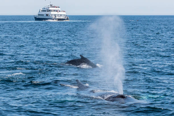 whale watching -blowing of minke whale- - cape cod bay foto e immagini stock