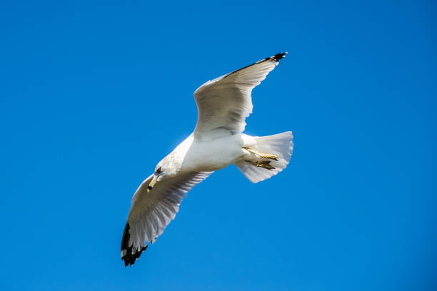 istock Pigeon gliding flying in front of deep blue sky liberty island 681421830