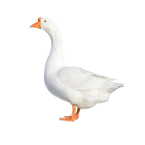 istock White domestic goose isolated on white 681424300