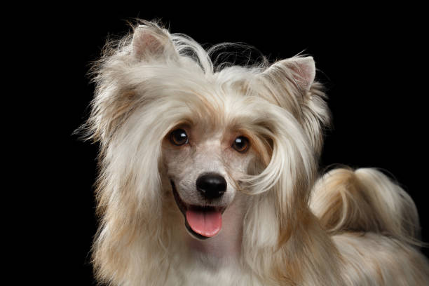 istock Chinese Crested Dog on Black background 681426456