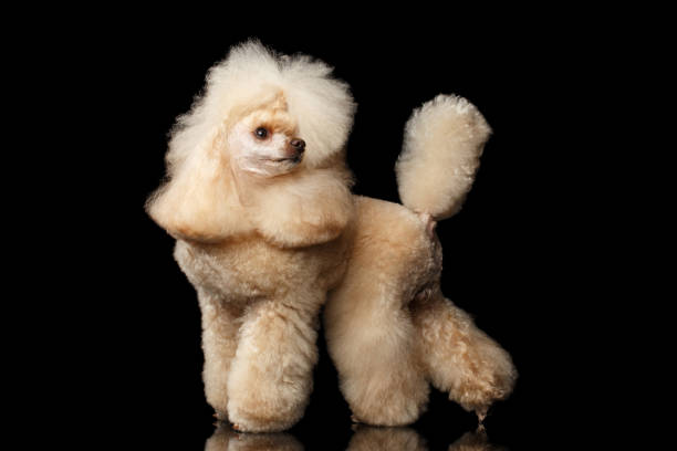 istock Red Mini Poodle Dog on Black 681427370