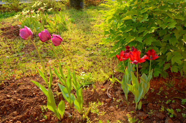 istock Beautiful tulips in the garden 681427948