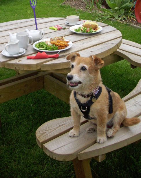 istock Dog on picnic bench with lunch plates 681433312